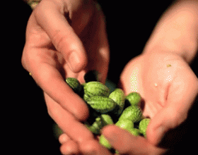 世界上最小的西瓜 一口3个没问题