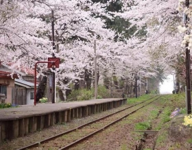 超高性价比的日本小众赏樱圣地 你必须知道