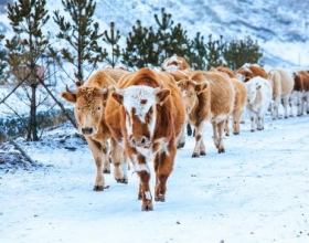 华北最美冬季来了 东北童话小镇初雪美到极致